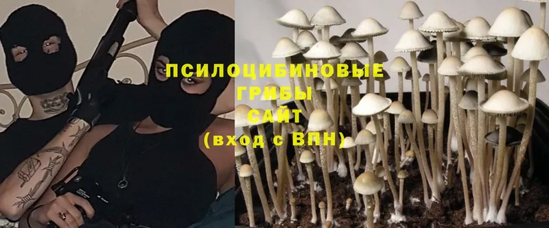 купить  сайты  Нерехта  Псилоцибиновые грибы Cubensis 